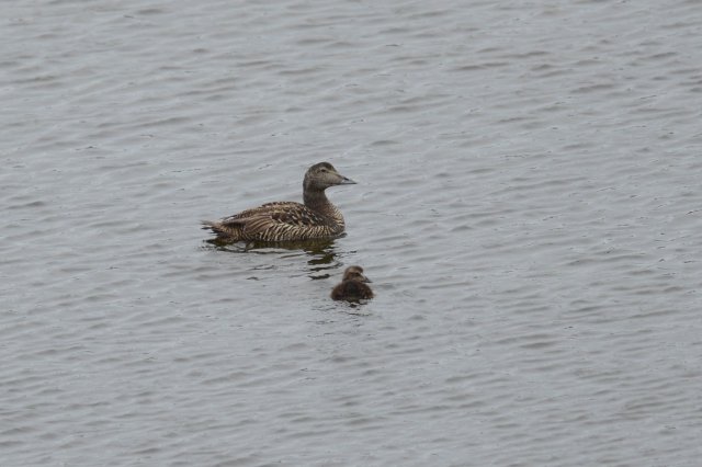 Eider à duvet / Common Eider